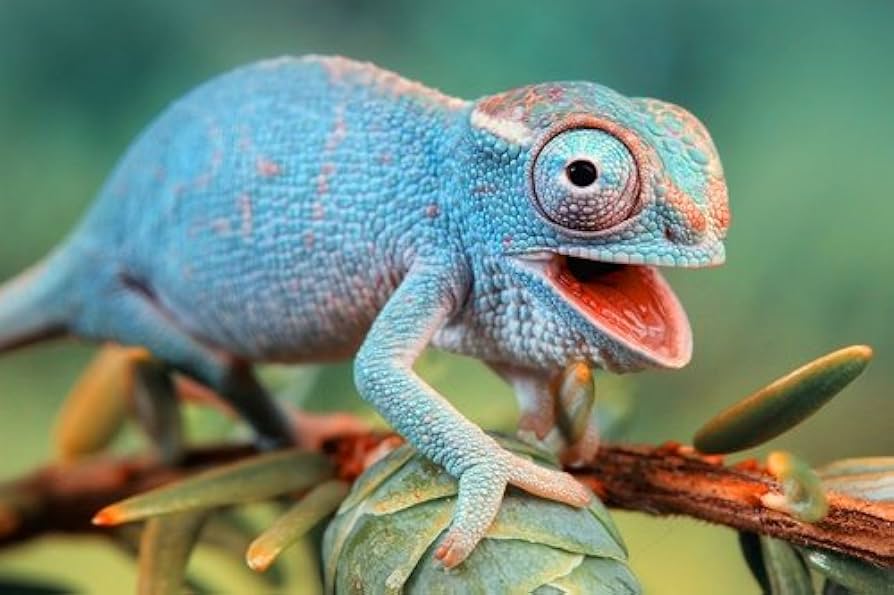 chameleon