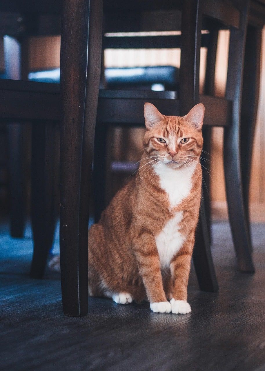 Image fusion input: cat